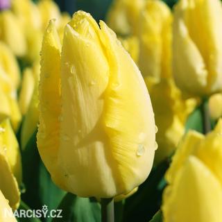Tulipán - Sunny Prince 25 ks