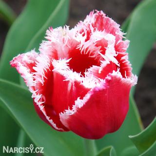 Tulipán třepenitý - Canasta 10 ks