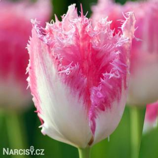 Tulipán třepenitý - Fancy Frills 10 ks