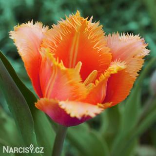 Tulipán třepenitý - Lambada 25 ks