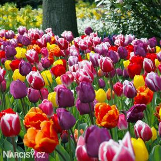 Tulipán Triumph - Směs barev 25 ks