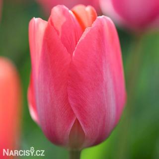 Tulipán - Van eijk 25 ks
