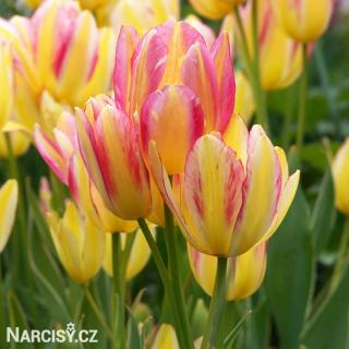 Tulipán vícekvětý - Antoinette 10 ks