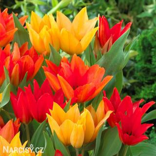 Tulipán vícekvětý - Směs barev 10 ks