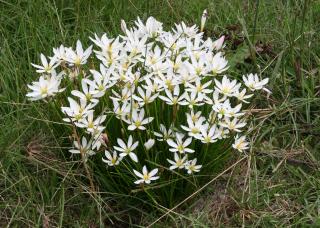 Zephyranthes candida - Dešťová lilie 10 ks