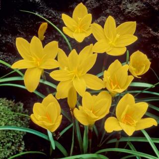 Zephyranthes citrina - Dešťová lilie žlutá 10 ks