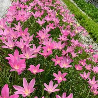 Zephyranthes rosea - Dešťová lilie růžová 100 ks