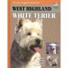 West highland white teriér