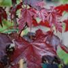 Acer platanoides Crimson Sentry - Javor červenolistý