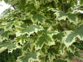 Acer platanoides Drummondii - Javor žíhaný