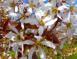 Amelanchier - Muchovník