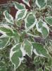Cornus alba Elegantissima - Svída, žíhaný list