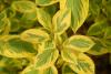 Cornus alba 'Spaethii' - Svída se žlutě žíhanými listy