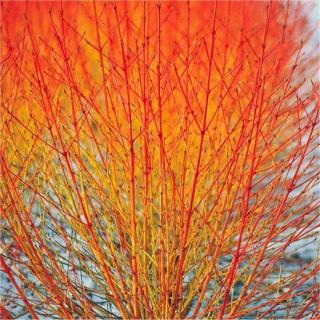 Cornus sanguinea - Svída s oranžovými výhony