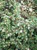 Cotoneaster procumbens Queen of Carpet - Poléhavý skalník