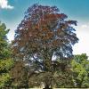 Fagus sylvatica Atropunicea - Buk lesní, červenolistý