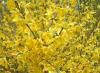 Forsythia intermedia Week-End - Zlatý déšť