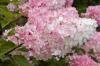 Hydrangea paniculata  - Hortenzie latnatá