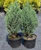 Juniperus chinensis Stricta - Jalovec vzpřímený