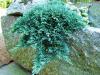 Juniperus horizontalis Icee Blue - Jalovec, stříbrný list
