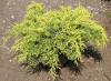 Juniperus x pfitzeriana Old Gold - jalovec žlutolistý