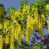 Laburnum watereri Vossii - Štědřenec, žlutý květ