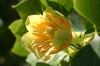 Liriodendron tulipifera - Liliovník tulipánokvětý