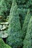Picea glauca Blue wonder - Smrk kónický modrolistý