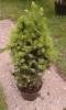 Picea glauca Conica - kónický smrk