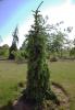 Picea omorika Pendula Bruns  - Převislý smrk