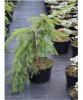 Picea omorika Pendula - Smrk převislý