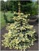 Picea pungens Bialobok - smrk se žlutými přírůstky