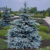 Picea pungens Hoopsii - Stříbrný smrk