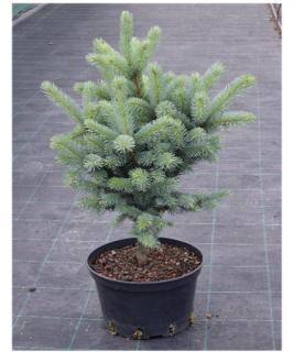 Picea pungens Iseli Fastigiata Smrk stříbrný, vzpřímený