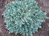 Picea pungens Waldbrun - Smrk stříbrný