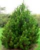 Pinus leucodermis 'Compact Gem' - borovice