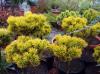 Pinus mugo Wintergold -  Borovice zakrslá, žlutý list, kmínek