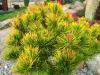 Pinus mugo Wintergold - Borovice zakrslá, žlutý list