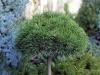 Pinus nigra Bambino - Borovice zakrslá