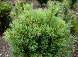 Pinus strobus  - Borovice vejmutovka
