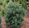 Pinus sylvestris Compresa - Borovice lesní
