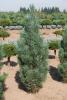 Pinus sylvestris Fastigiata - Borovice lesní vzpřímená
