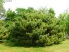 Pinus sylvestris Watereri - Borovice