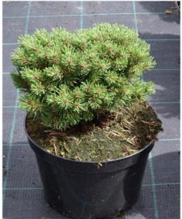 Pinus uncinata - Borovice