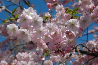 Prunus Accolade - okrasná třešeň