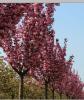 Prunus serrulata Royal Burgundy - okrasná třešeň, červenolistá