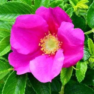 Rosa rugosa - Růže