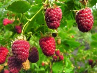 Rubus idaeus - Maliny