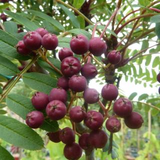 Sorbus Purple Magic - Jeřáb