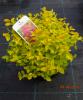 Spiraea japonica Golden Princess - Tavolník, žlutý list